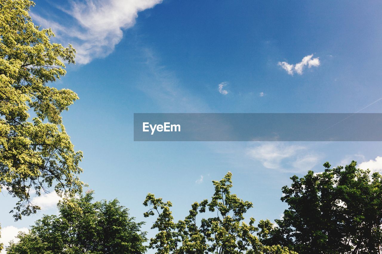 LOW ANGLE VIEW OF TREES AGAINST SKY