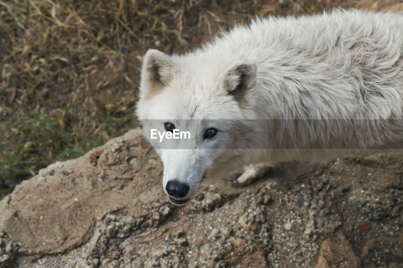 Endangered arctic white wolf watching camera