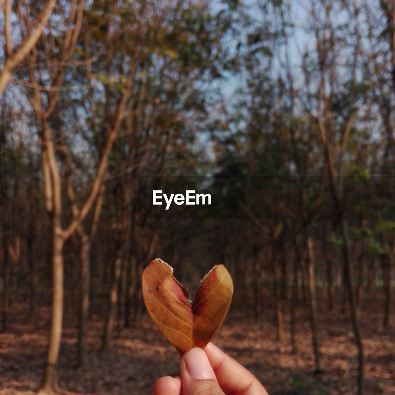 tree, hand, leaf, one person, holding, plant, nature, autumn, food, focus on foreground, food and drink, land, day, forest, leisure activity, personal perspective, outdoors, finger, flower, lifestyles, close-up, morning, sunlight, freshness, plant part