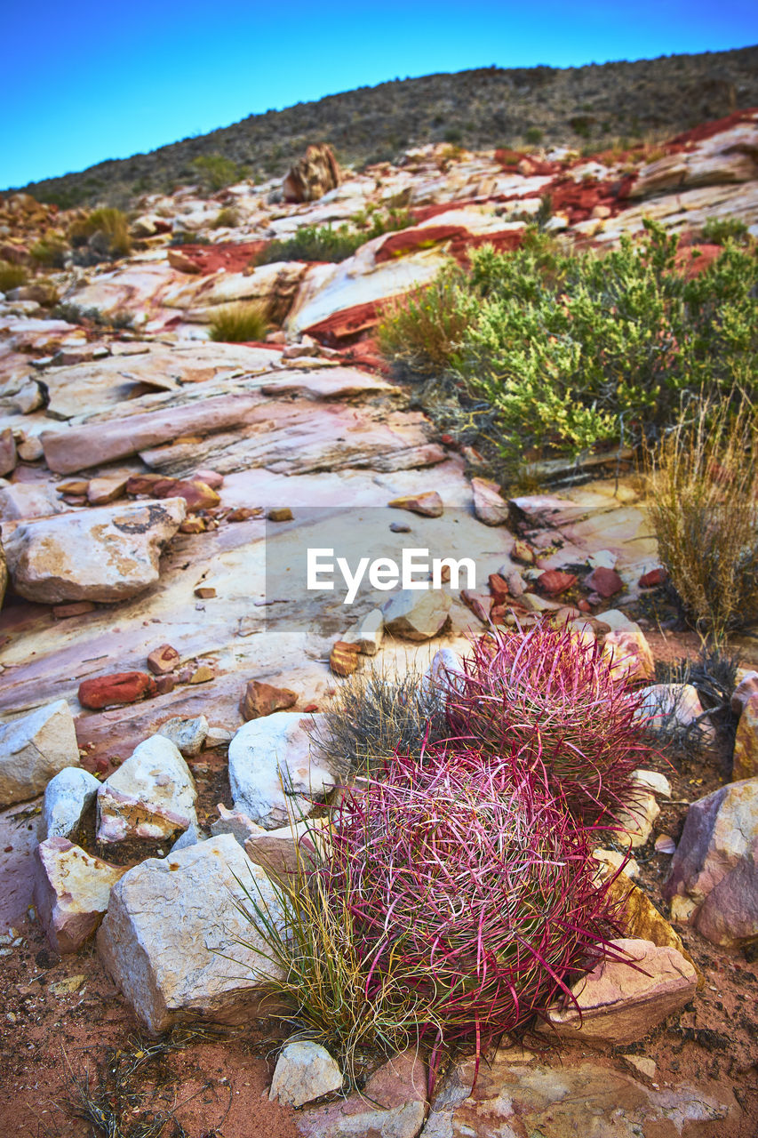 rock, nature, environment, no people, plant, land, scenics - nature, beauty in nature, landscape, sky, wilderness, travel destinations, day, clear sky, desert, travel, flower, tranquility, outdoors, water, geology, non-urban scene, semi-arid, tranquil scene, tourism, mountain
