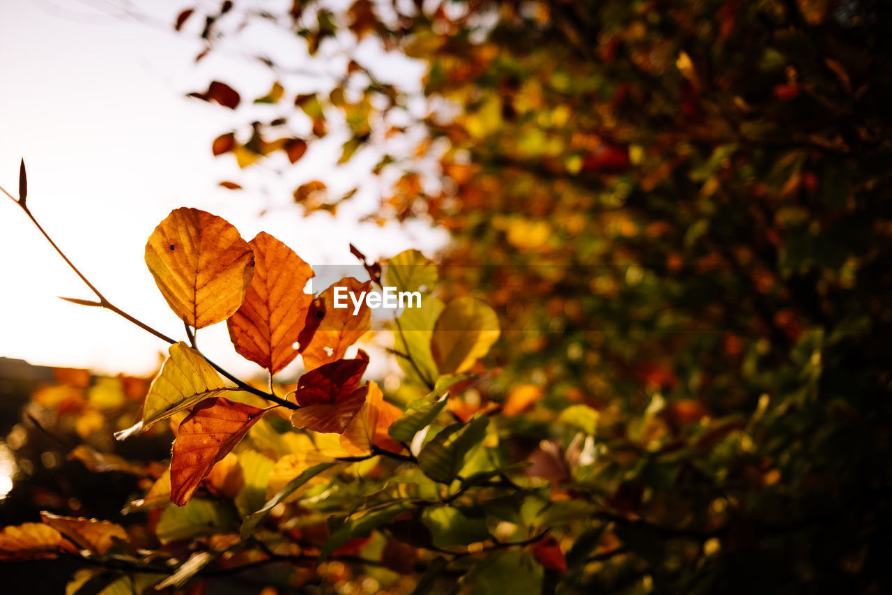 CLOSE-UP OF DRY MAPLE LEAVES ON TREE