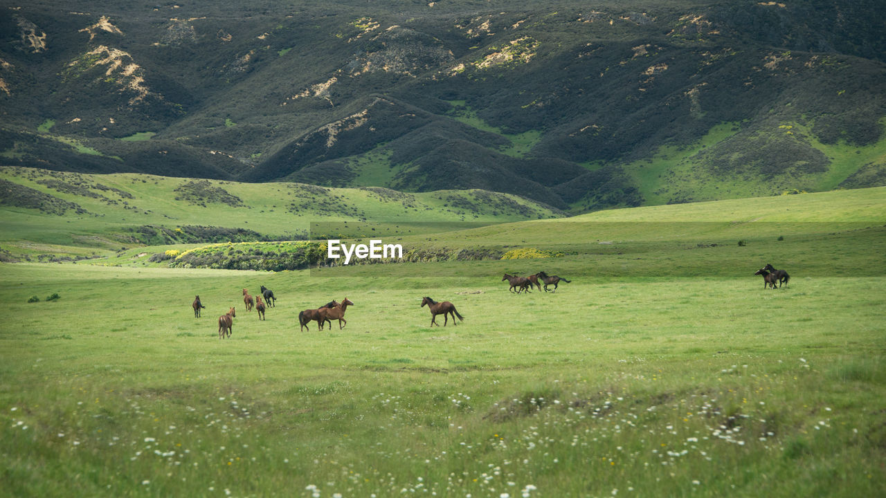 SHEEP GRAZING IN A FIELD