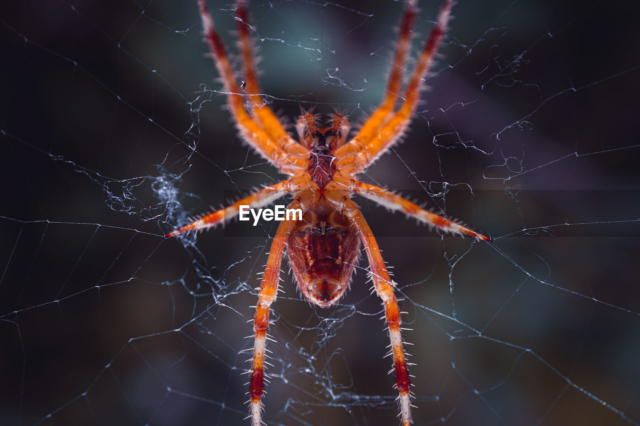 spider web, fragility, animal themes, animal, close-up, spider, arachnid, one animal, animal wildlife, focus on foreground, wildlife, no people, animal body part, nature, insect, macro photography, outdoors, beauty in nature, intricacy, animal leg, macro, complexity, day, argiope, pattern, selective focus