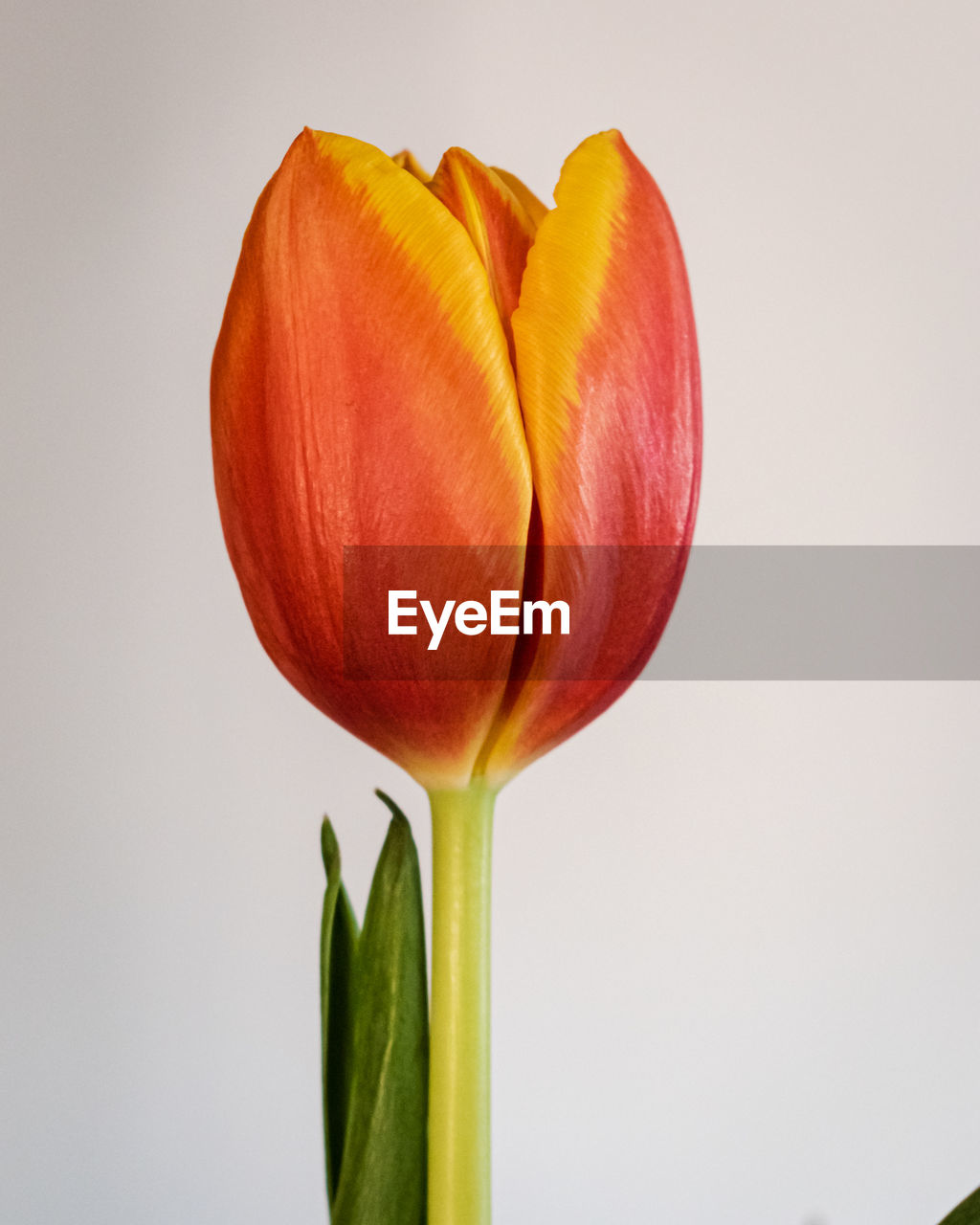 flower, freshness, plant, flowering plant, close-up, yellow, beauty in nature, tulip, petal, nature, studio shot, no people, fragility, indoors, plant stem, flower head, inflorescence, food, macro photography, red, growth, orange color, food and drink, leaf, plant part
