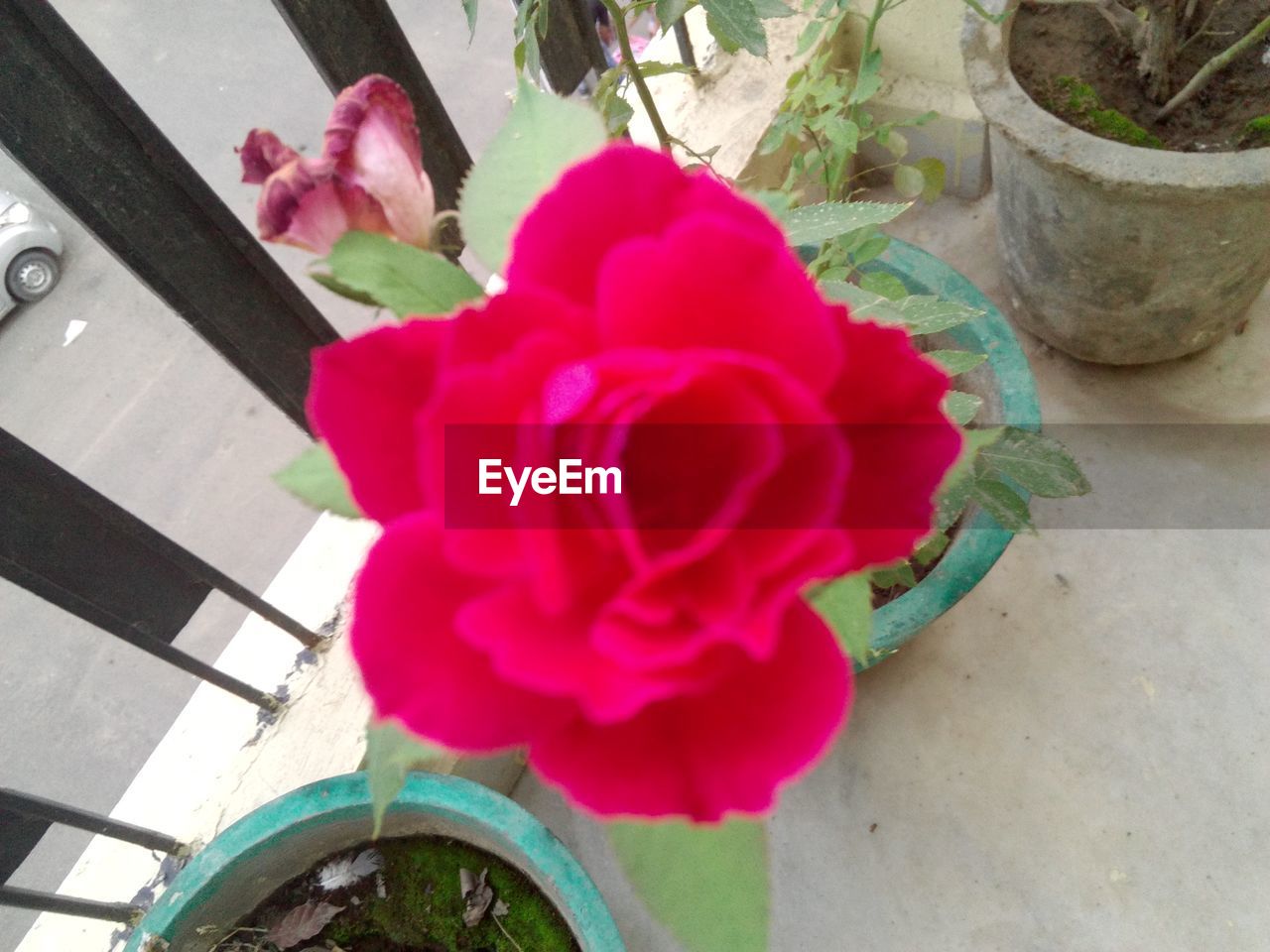 CLOSE-UP OF ROSES AGAINST BLURRED BACKGROUND