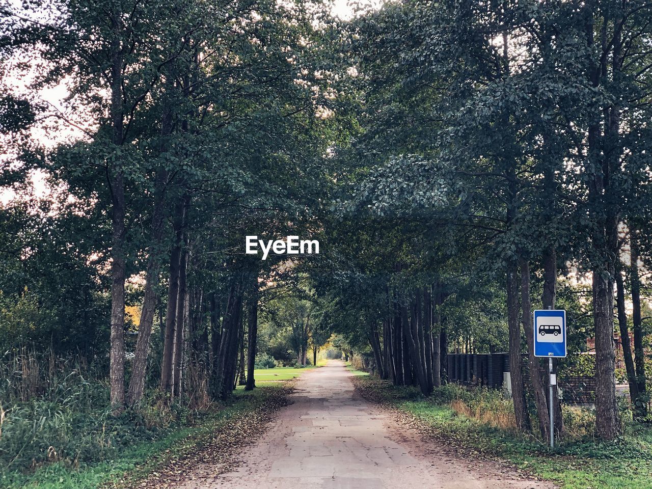 EMPTY ROAD BY TREES