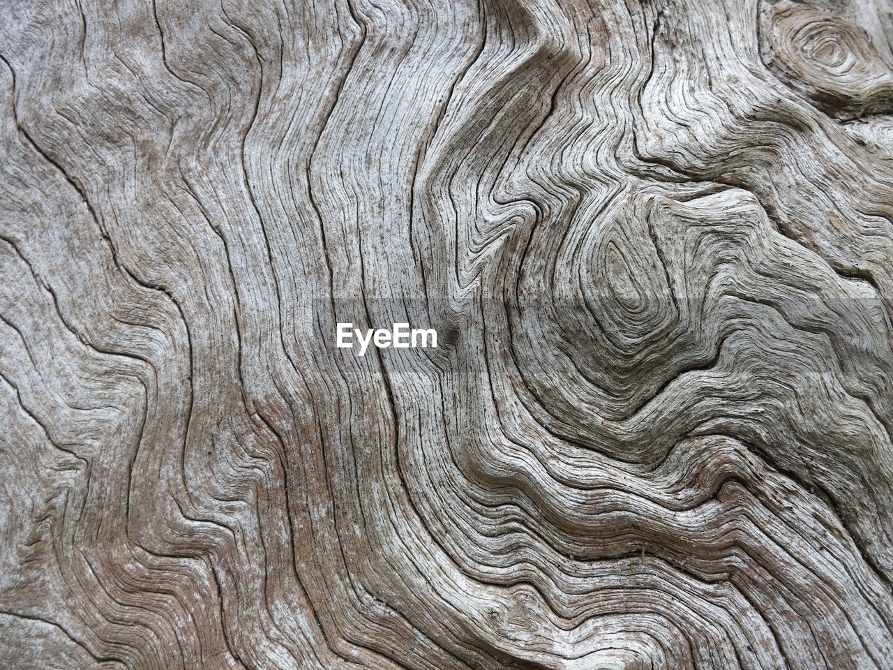 CLOSE-UP OF BARK