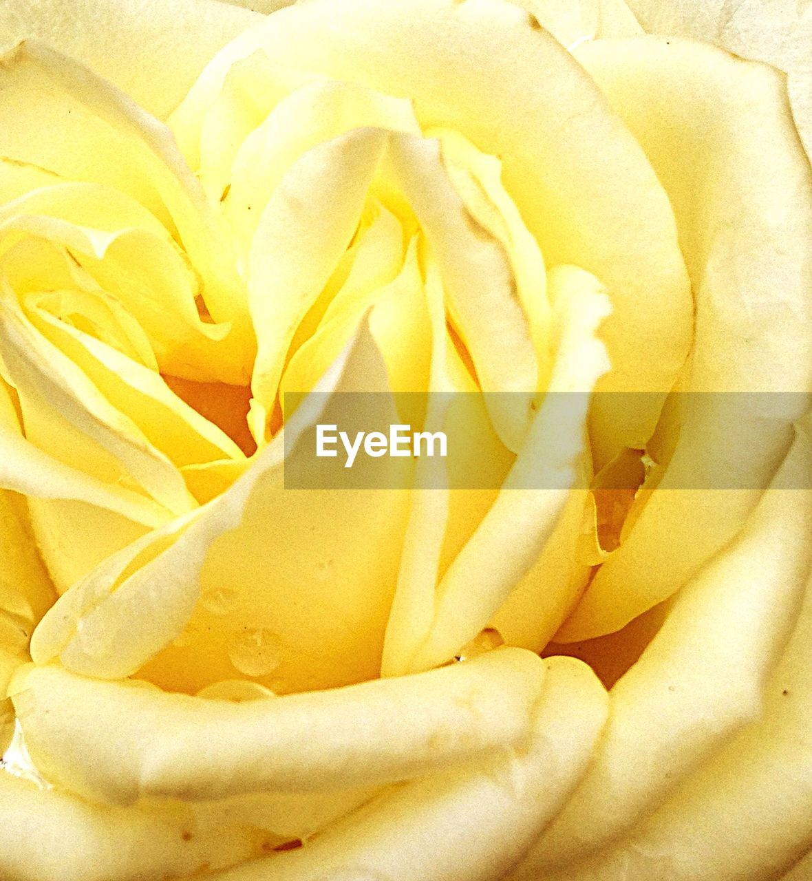 Full frame shot of yellow flower