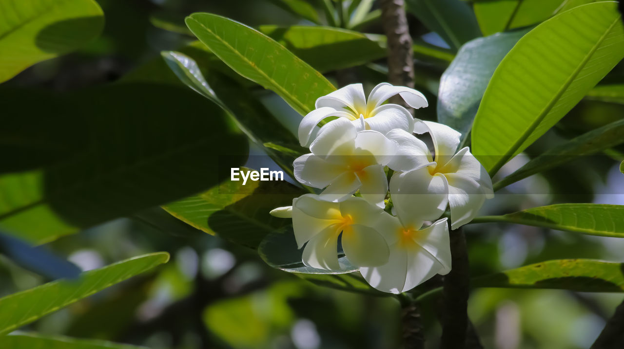 Close-up of white flowers blooming outdoors