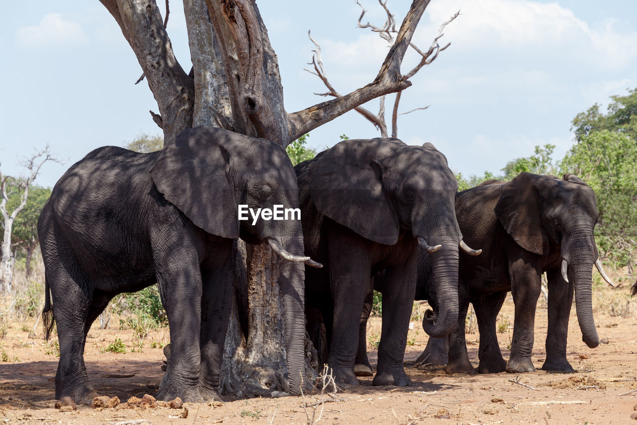 VIEW OF ELEPHANT IN THE FIELD