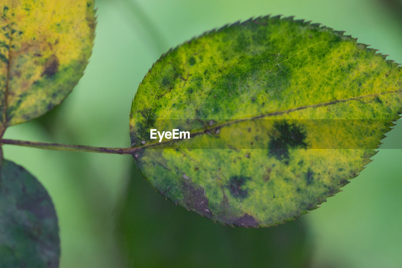 CLOSE-UP OF LEAVES ON PLANT