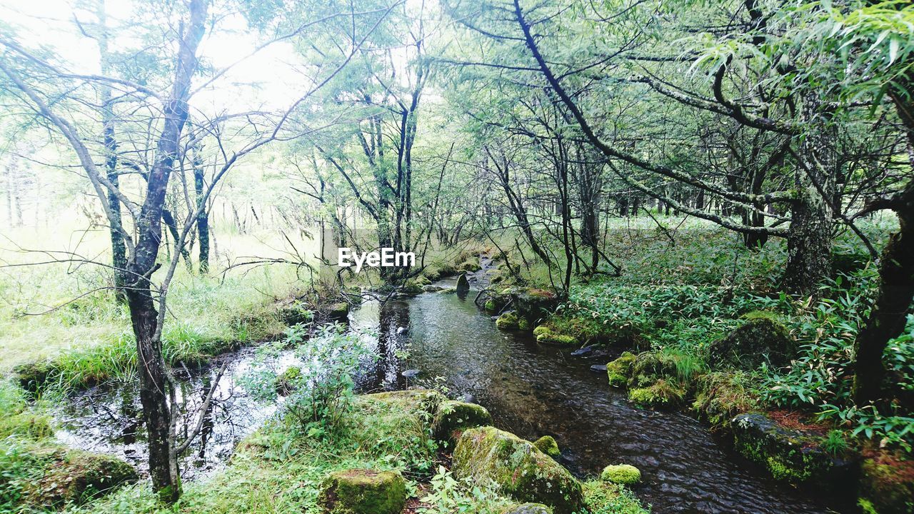 VIEW OF TREES IN FOREST