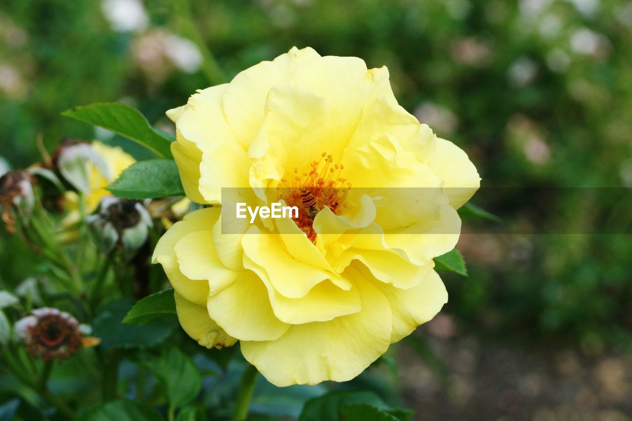 CLOSE-UP OF YELLOW FLOWER BLOOMING OUTDOORS