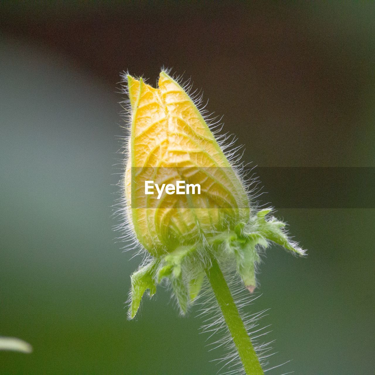 Close-up of yellow flower