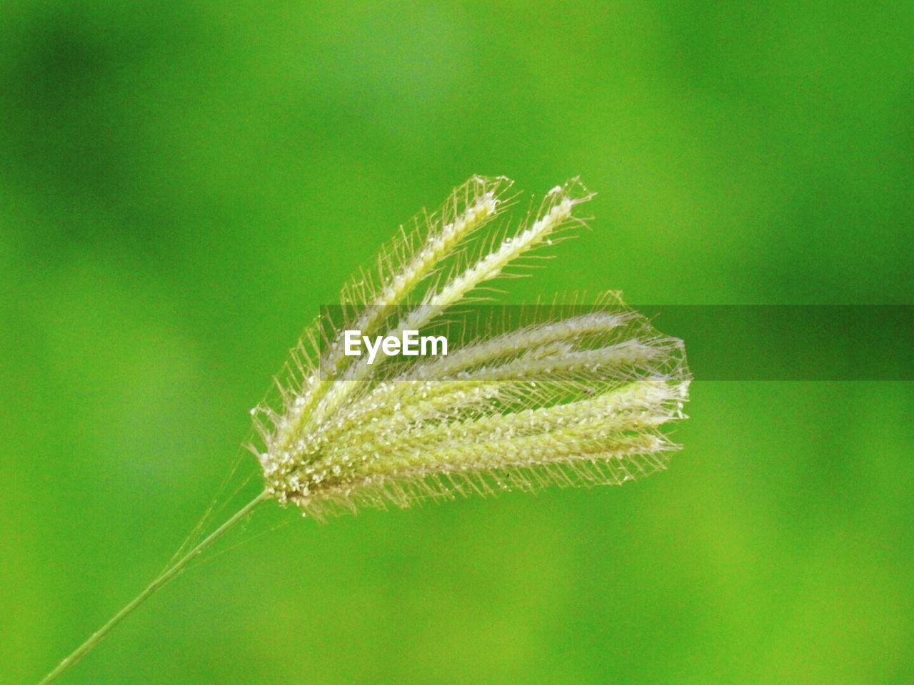 Close-up of plant