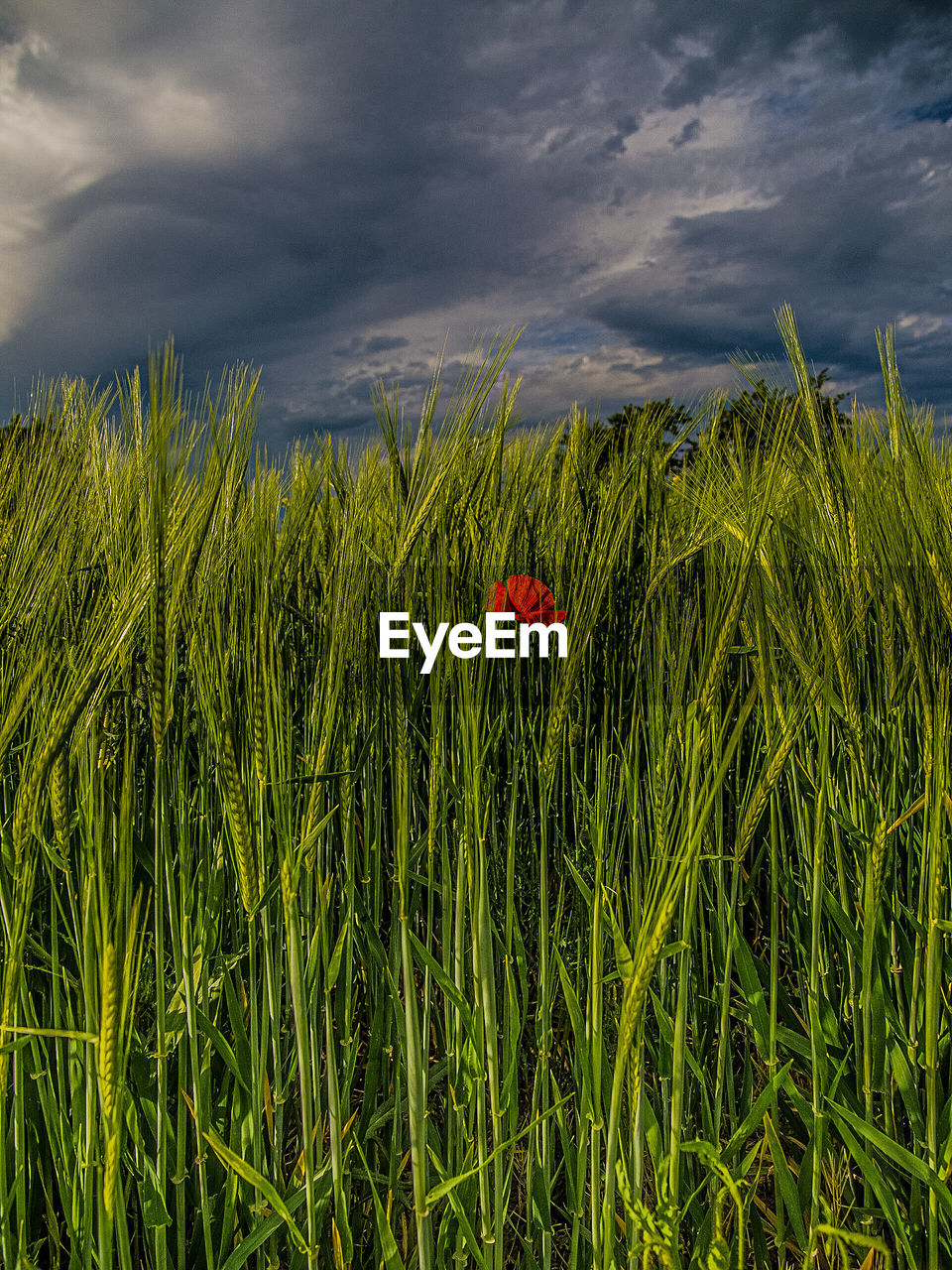 PLANTS GROWING ON FIELD