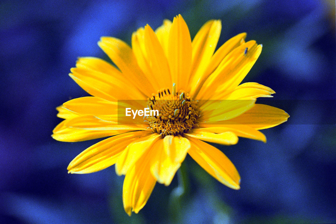 Close-up of yellow flower