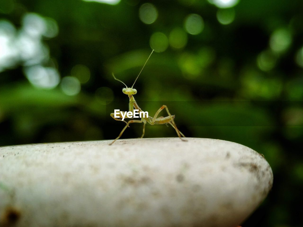 Close-up of mantis on rock