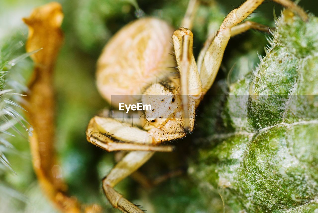 Close-up of crab spider on plant