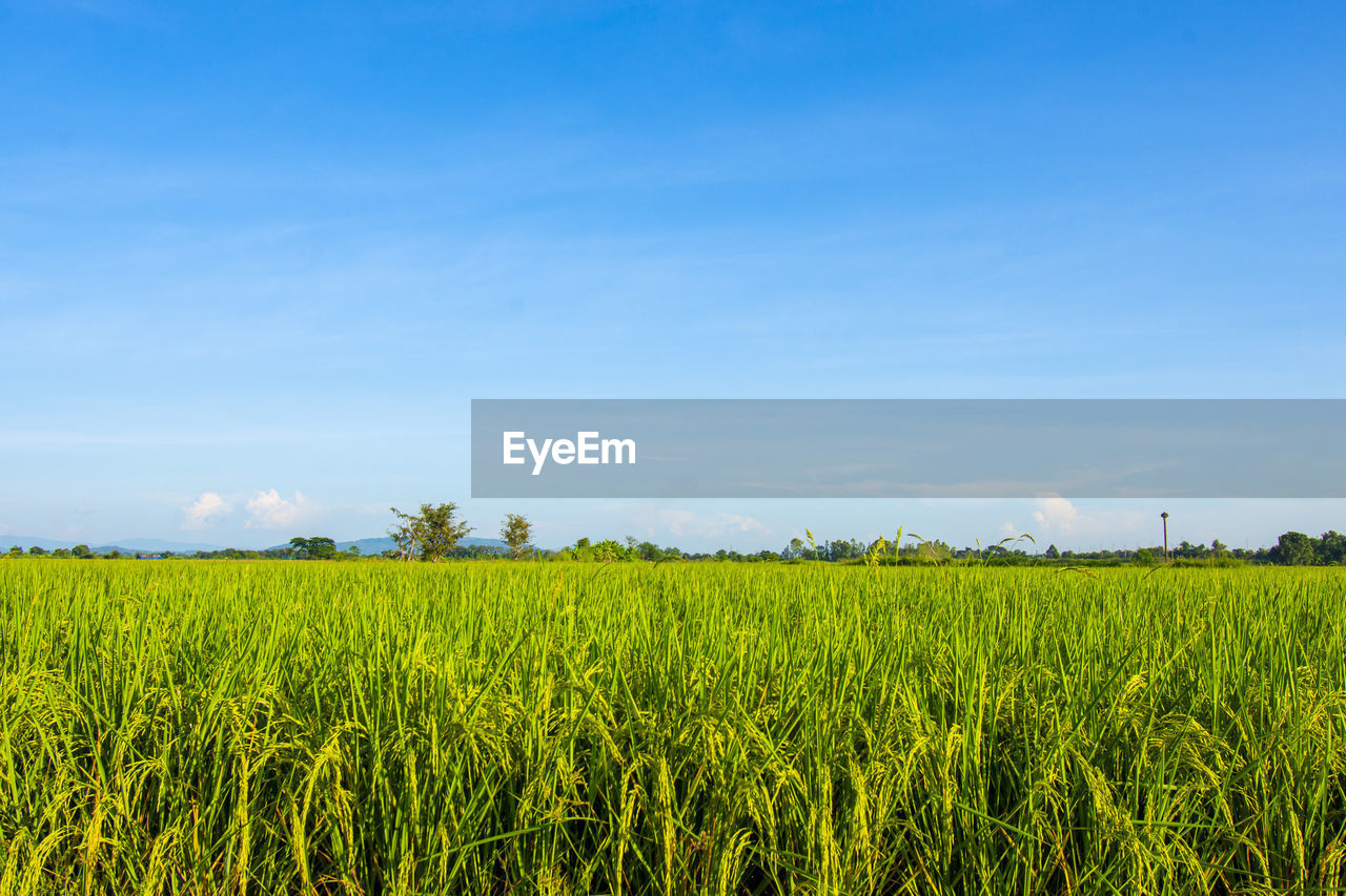field, landscape, sky, plant, agriculture, land, rural scene, growth, crop, environment, food, beauty in nature, grassland, nature, cereal plant, scenics - nature, farm, horizon, rapeseed, tranquility, plain, green, grass, tranquil scene, no people, prairie, cloud, meadow, day, rural area, paddy field, blue, produce, outdoors, flower, pasture, canola, idyllic, food and drink, freshness, corn, barley