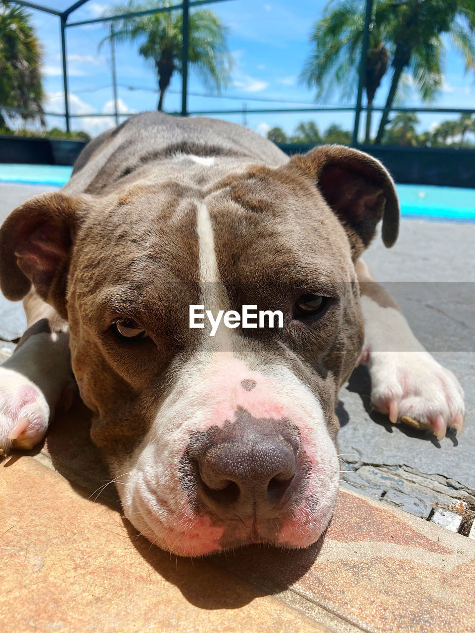 animal themes, animal, mammal, one animal, pet, domestic animals, dog, canine, portrait, day, looking at camera, pit bull, sunlight, no people, close-up, nature, animal body part, outdoors, focus on foreground, animal head