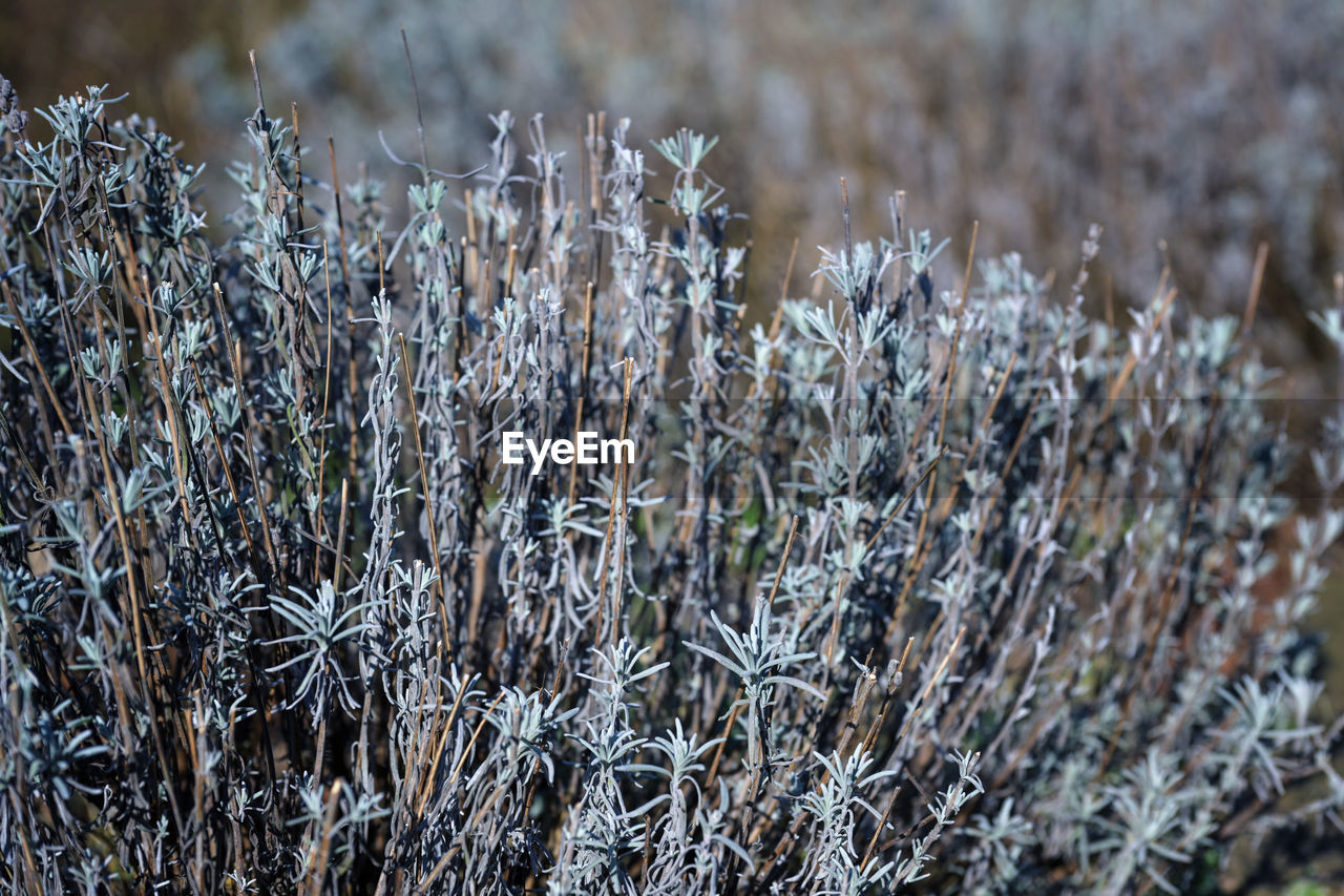 close-up of plants growing in field