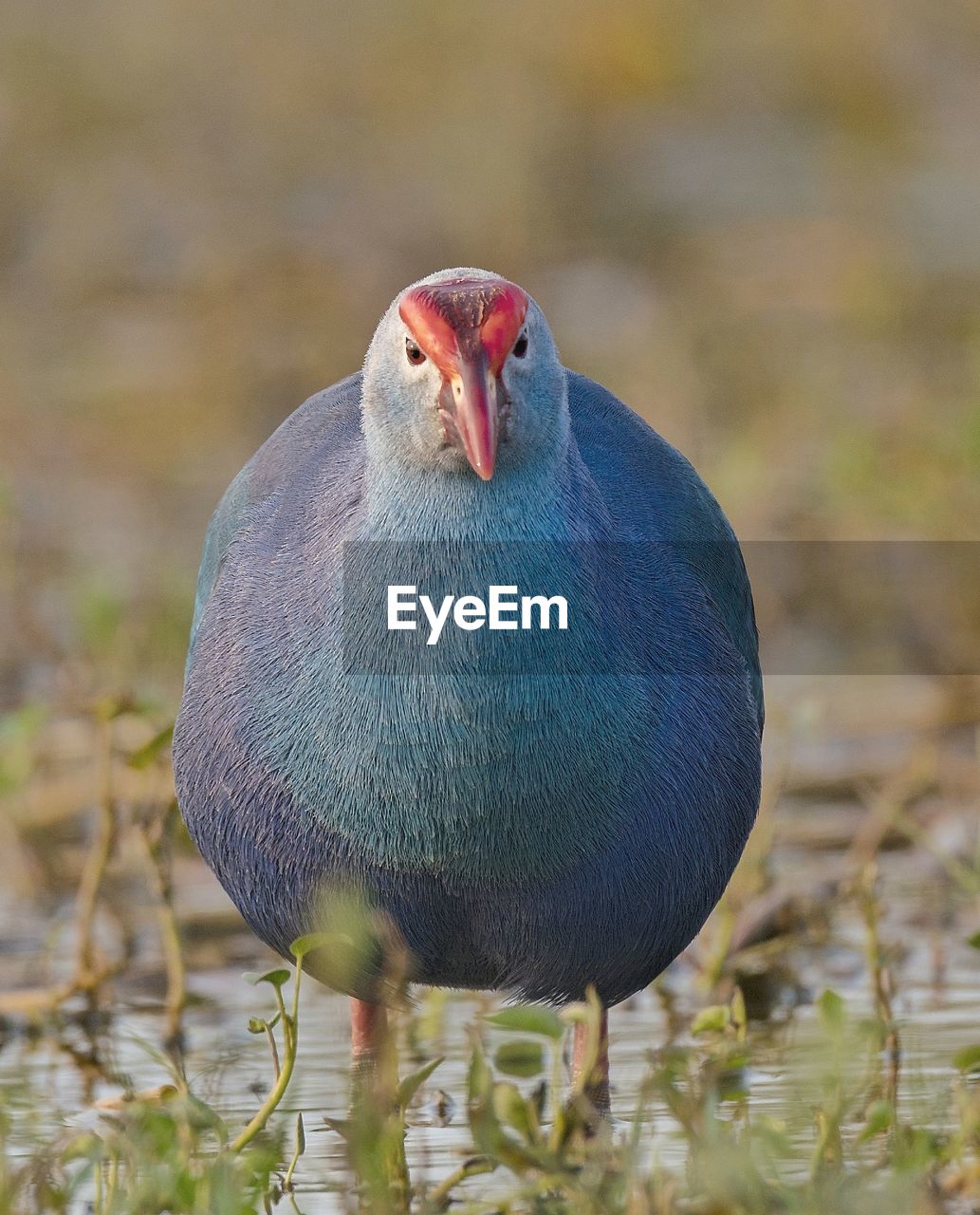 Close-up of a purple swamphen