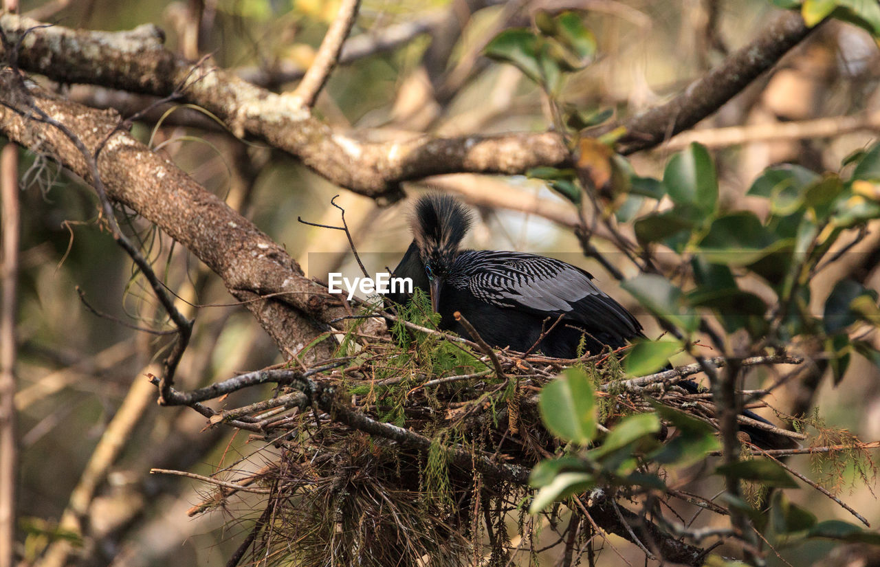 Female anhinga bird called anhinga anhinga and snakebird makes a nest as she prepares to lay eggs 