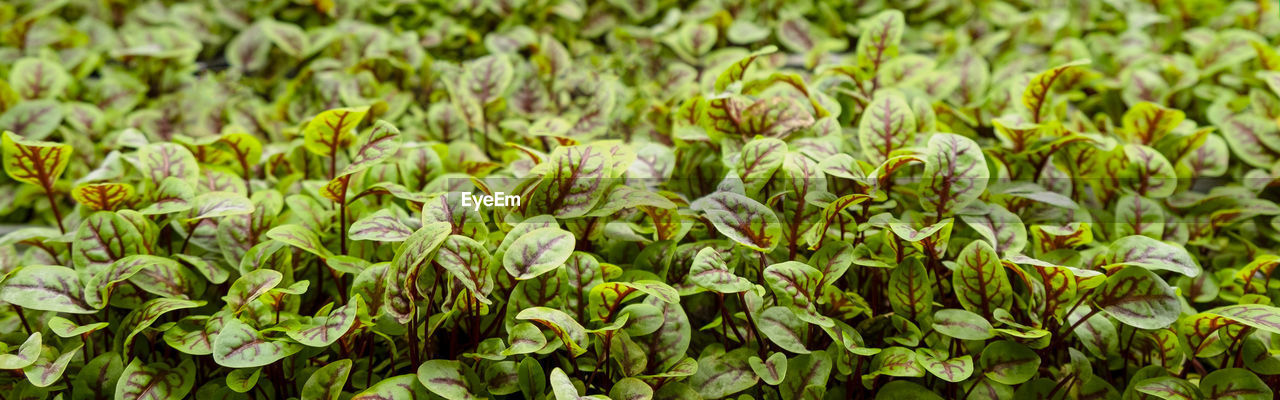 Green leaves of edenvia lettuce grown on a microfarm using the agroponic method.