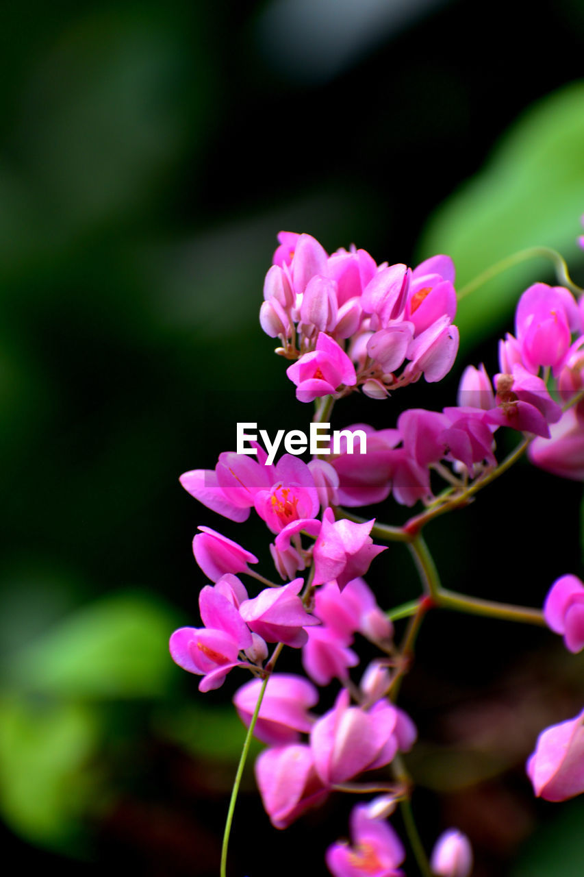 Close-up of pink flowers blooming outdoors