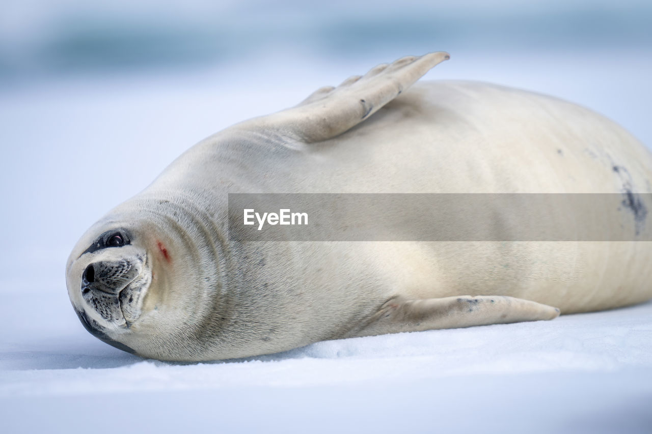 Close-up of crabeater seal lying on iceberg