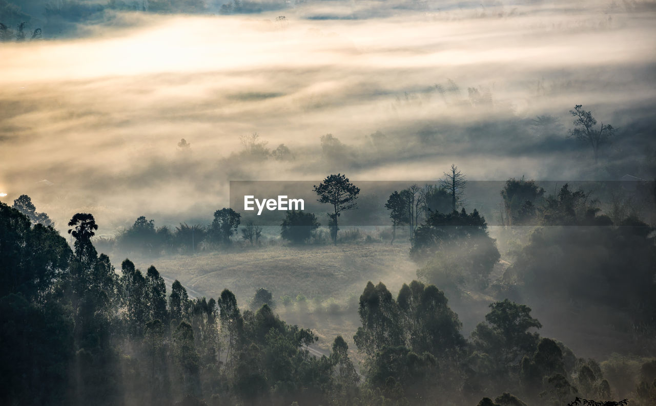 Forest in foggy mountains