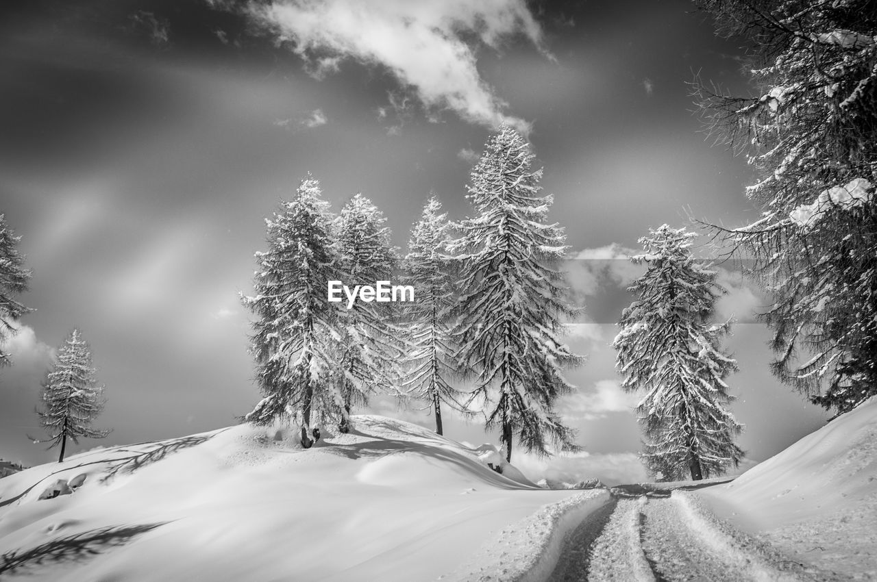 Snow covered trees against sky