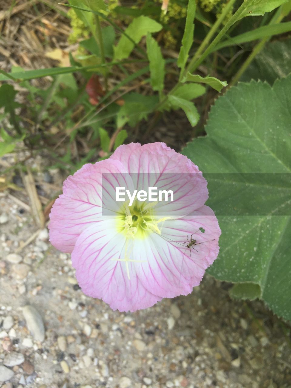 CLOSE-UP HIGH ANGLE VIEW OF FLOWER BLOOMING OUTDOORS