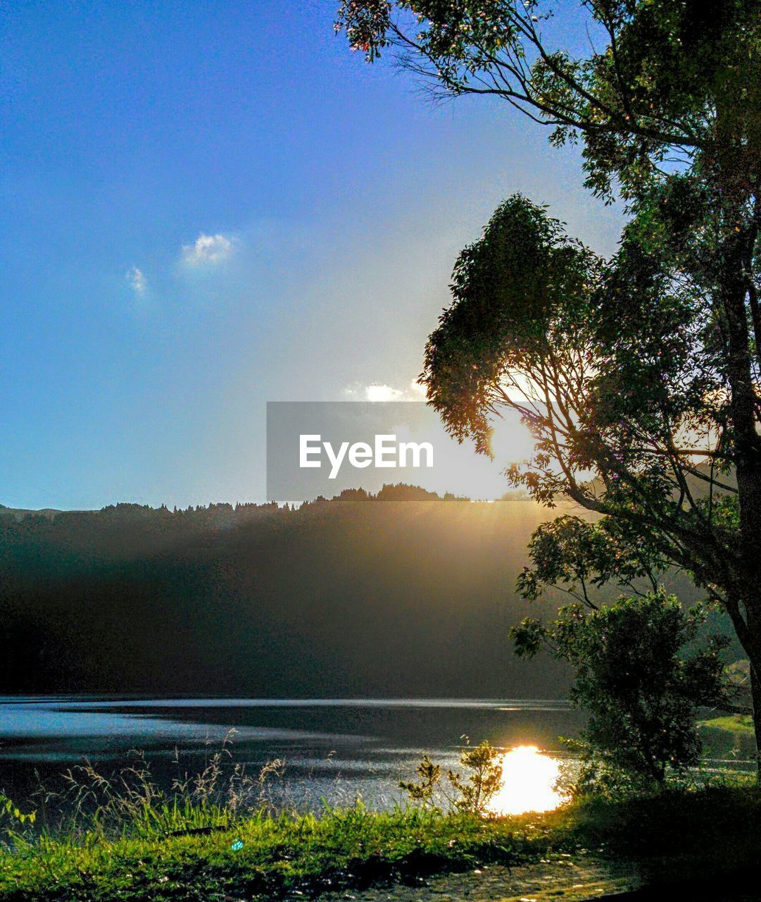 Trees on grassy field by lake against blue sky during sunset