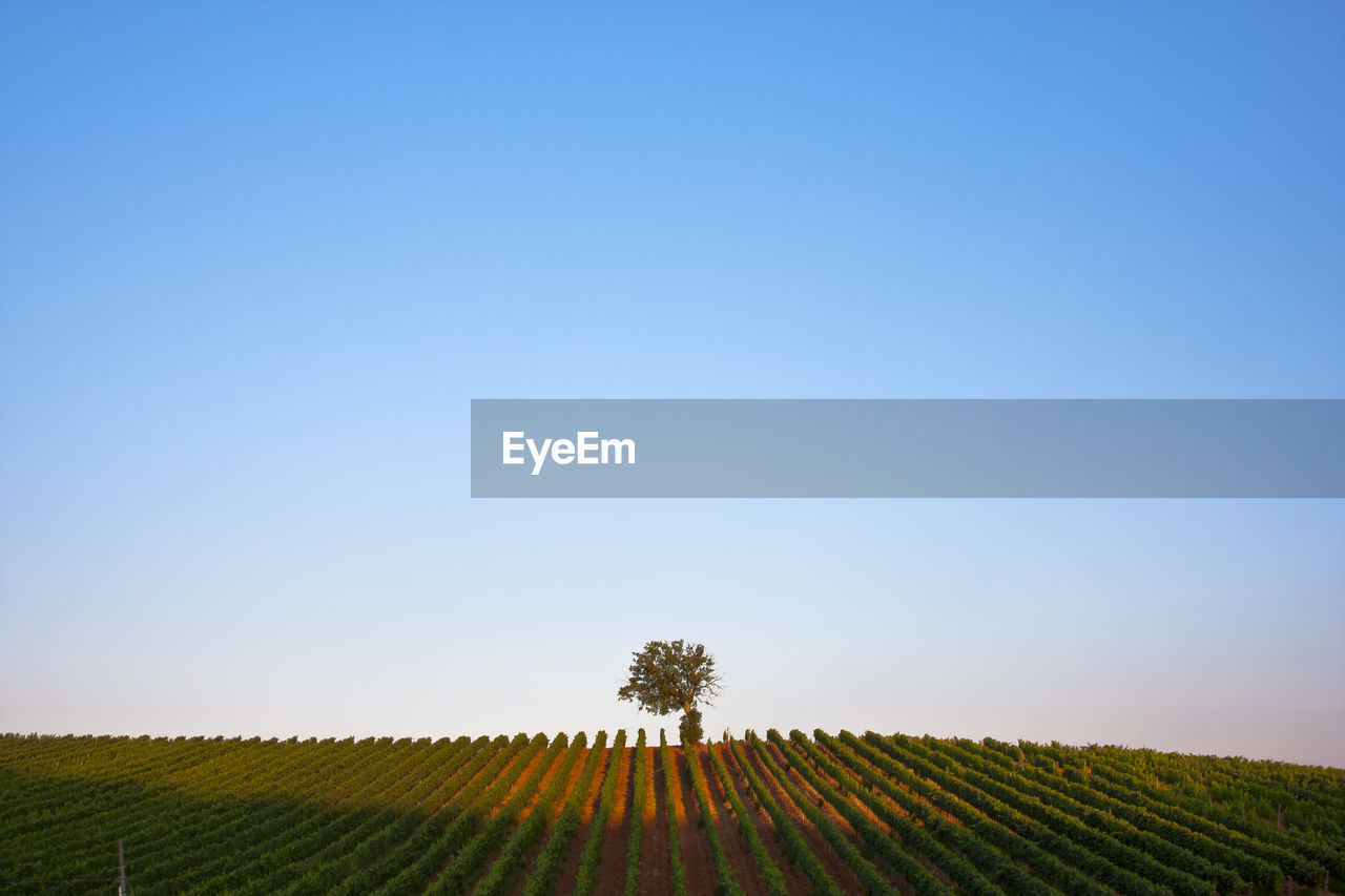 Scenic view of field against clear sky