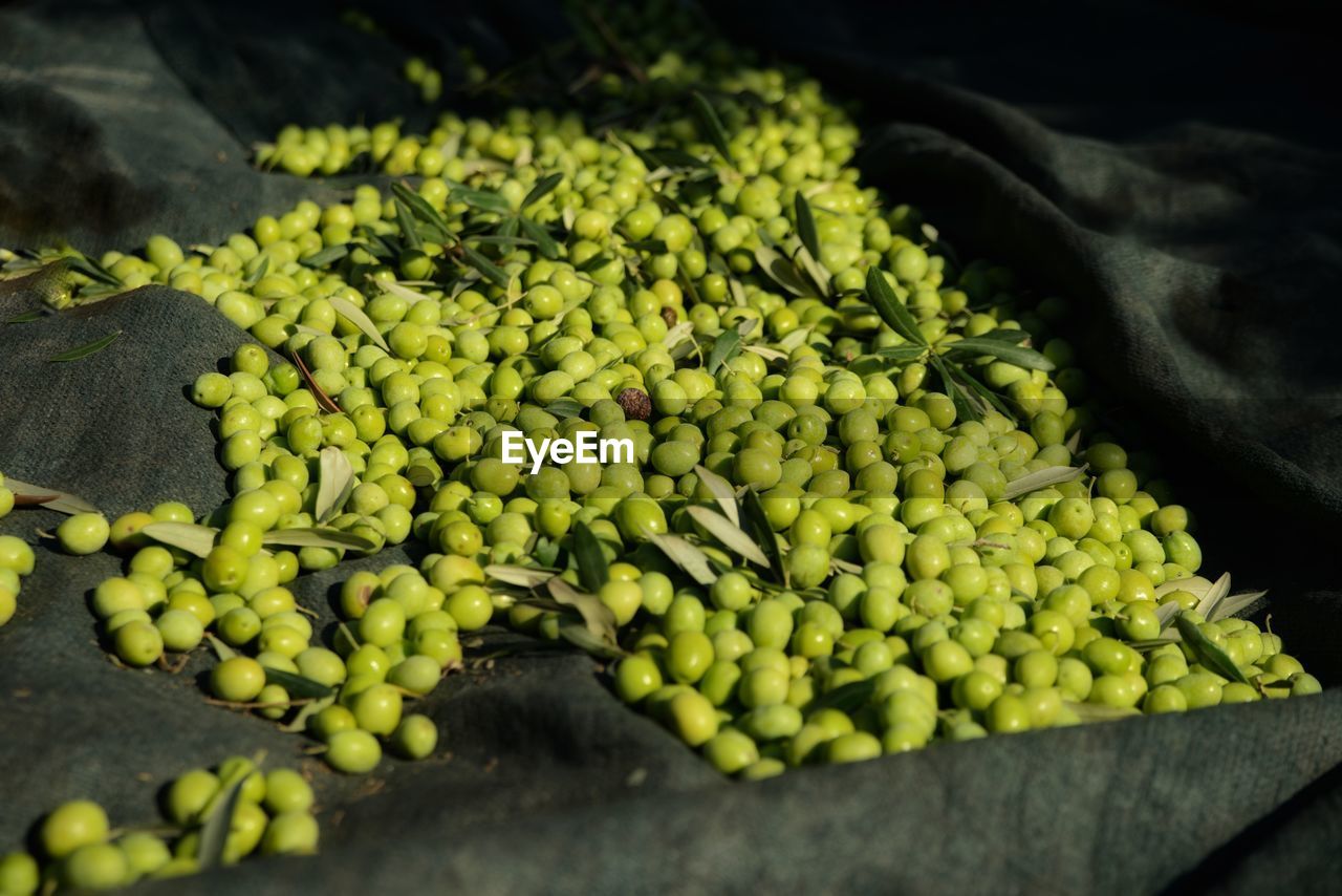 High angle view of olives