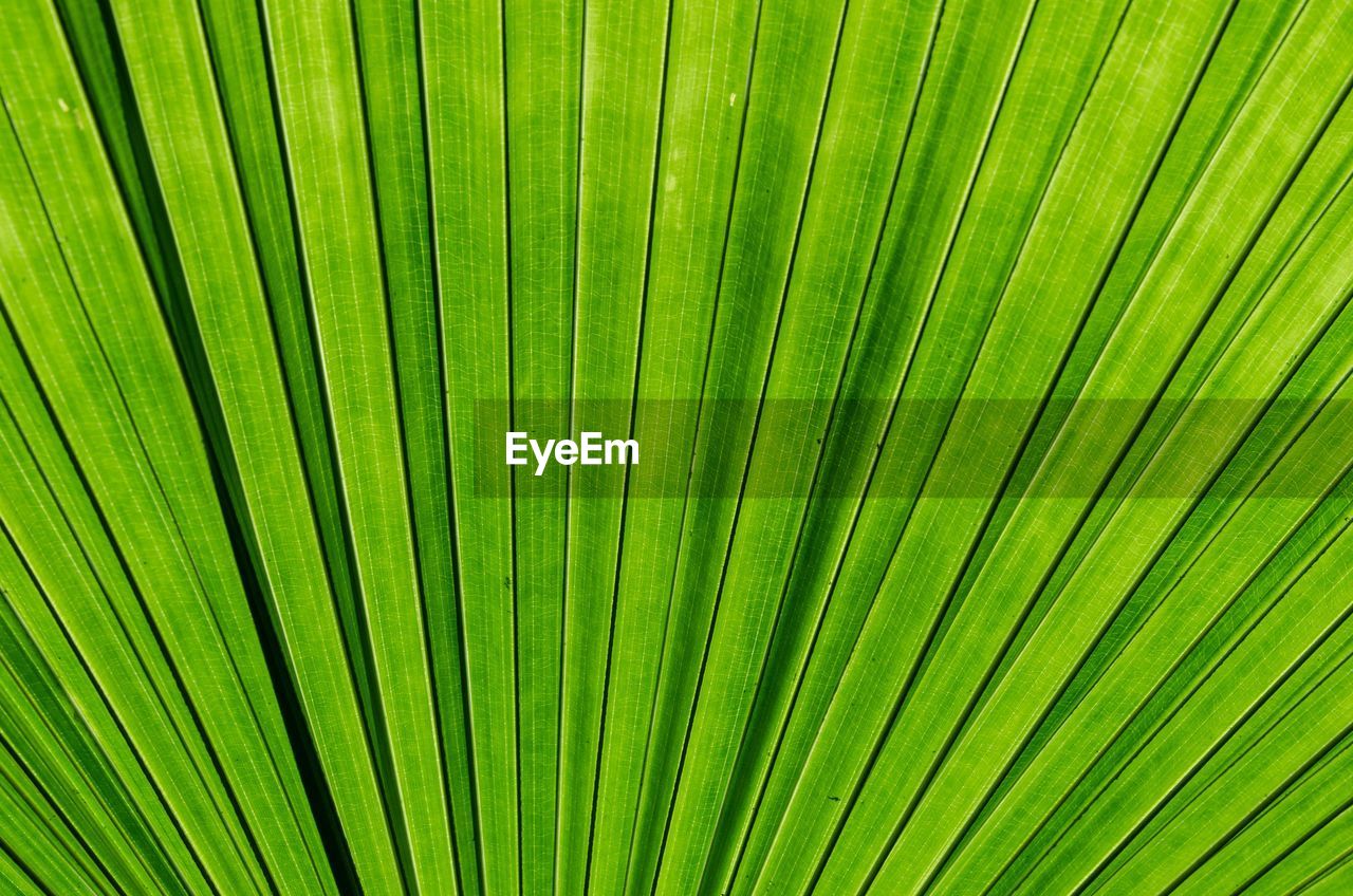 CLOSE-UP OF PALM LEAVES