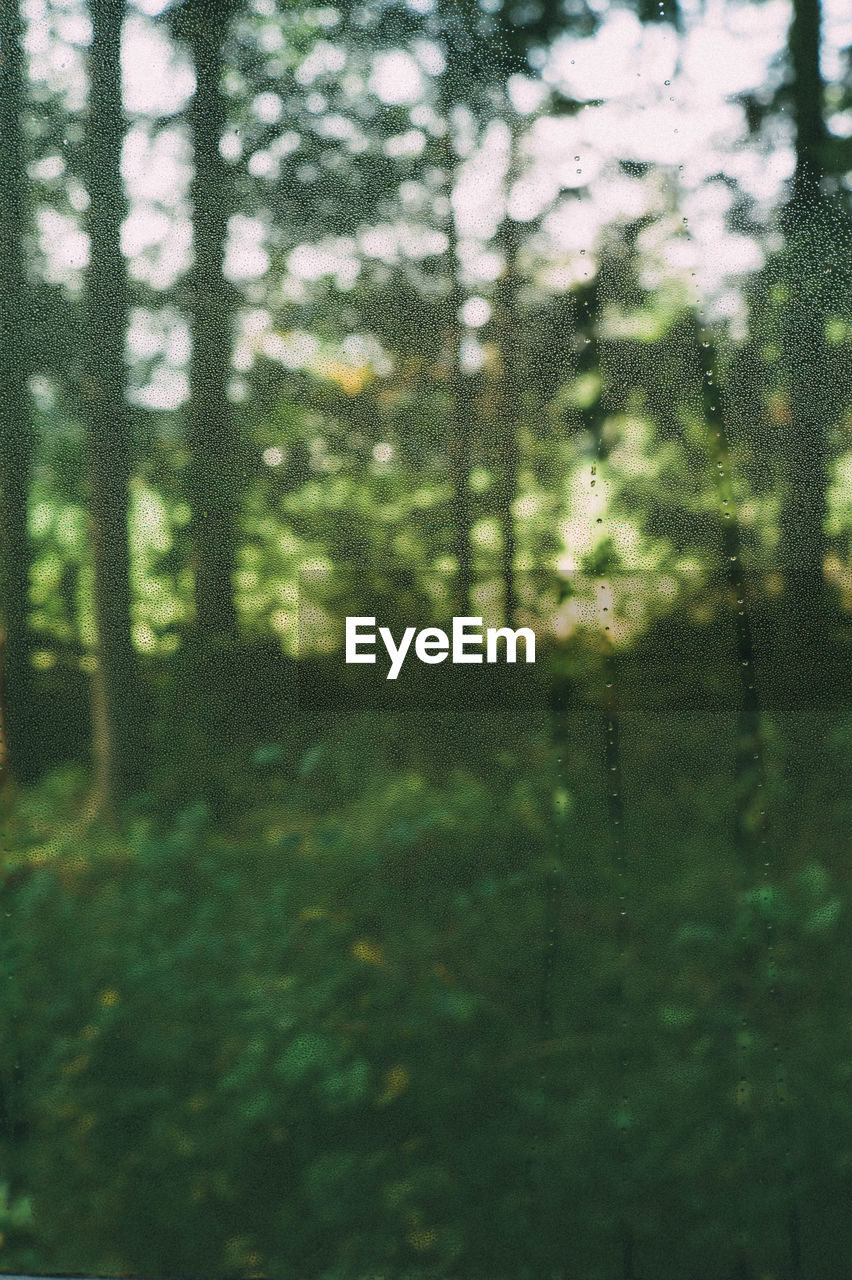 FULL FRAME SHOT OF TREES