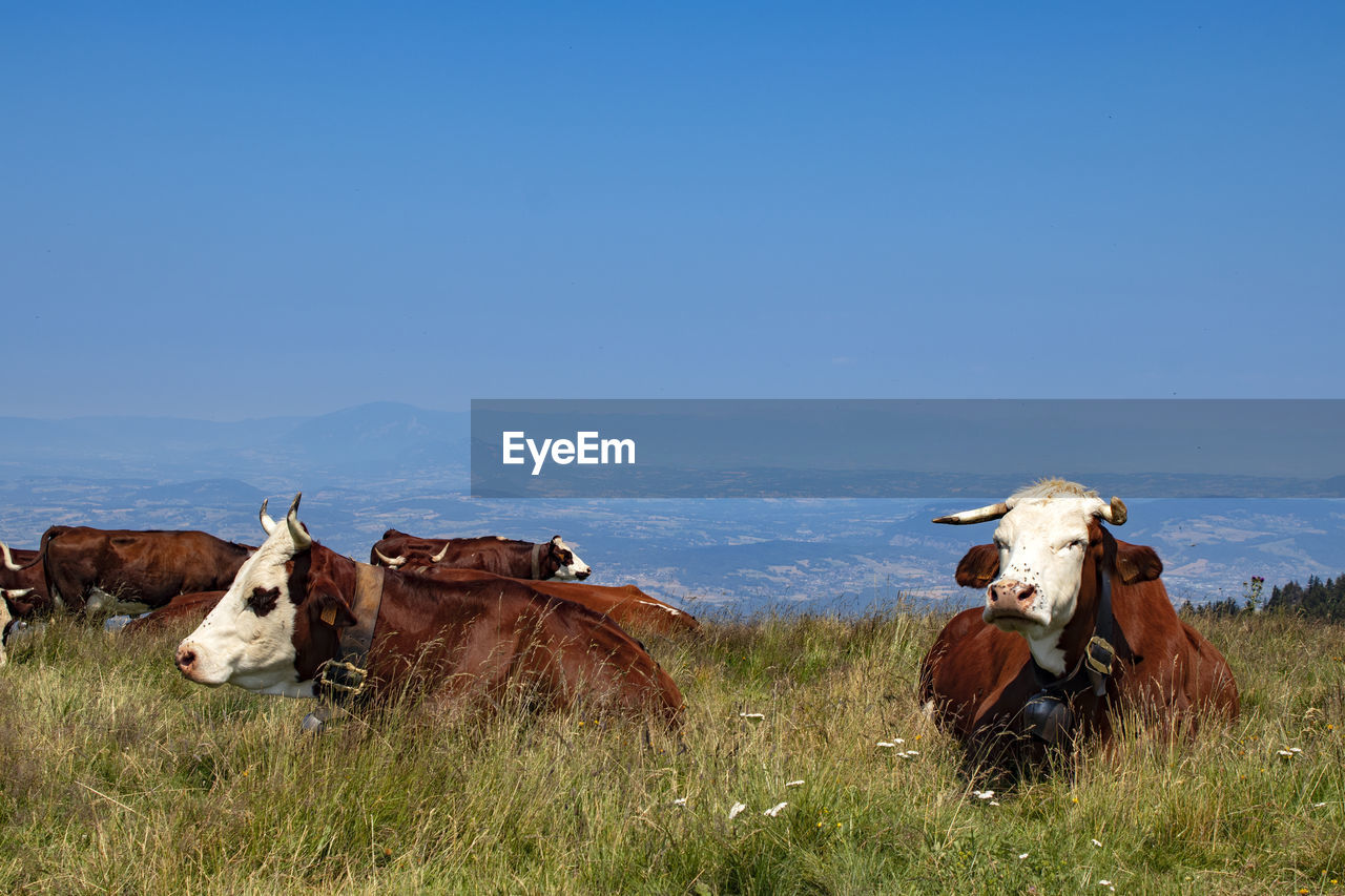 Cows on field against sky