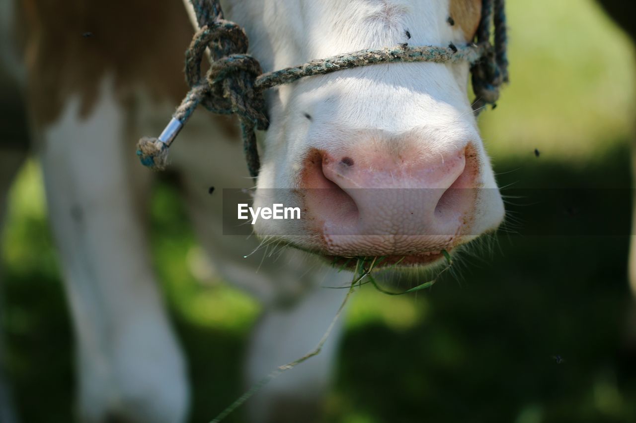 Close-up of cow 