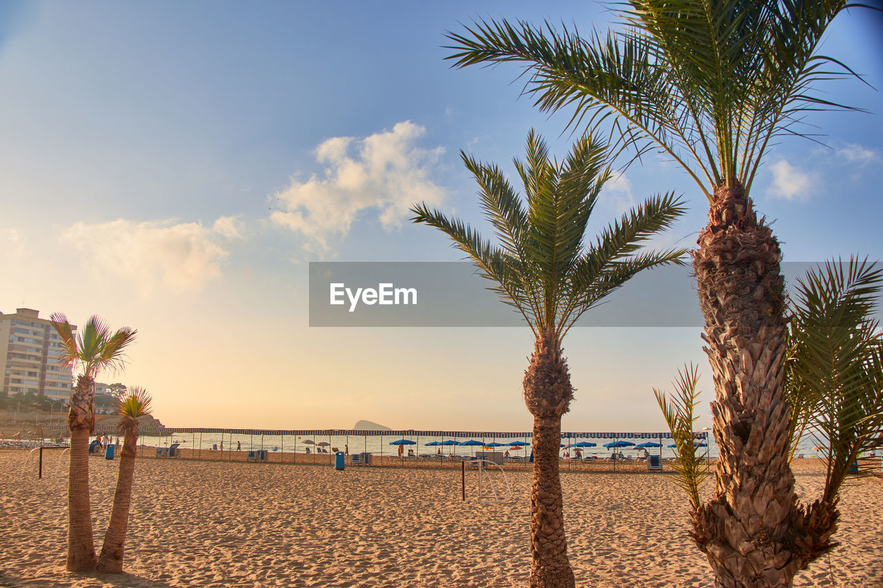 Palm trees on beach against sky