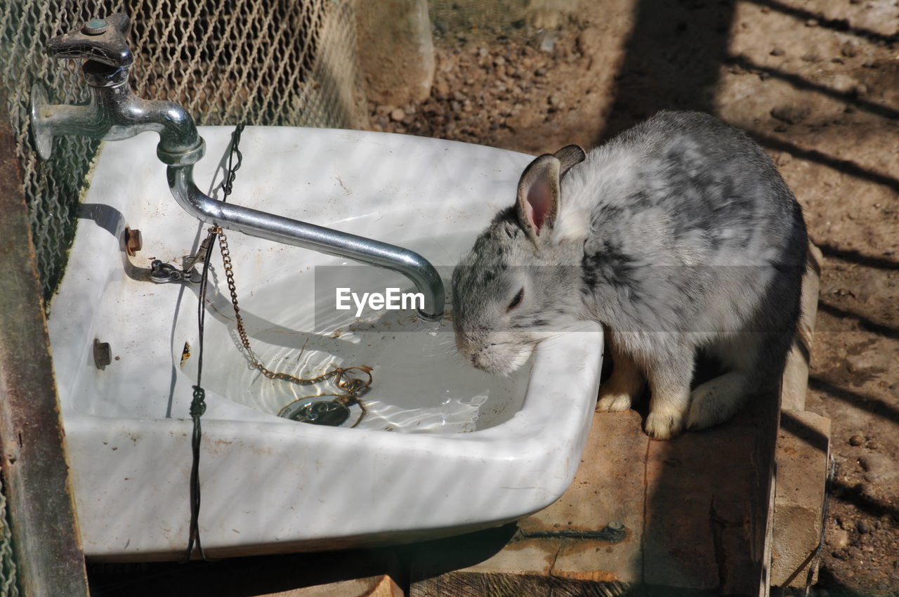 Rabbit drinking water