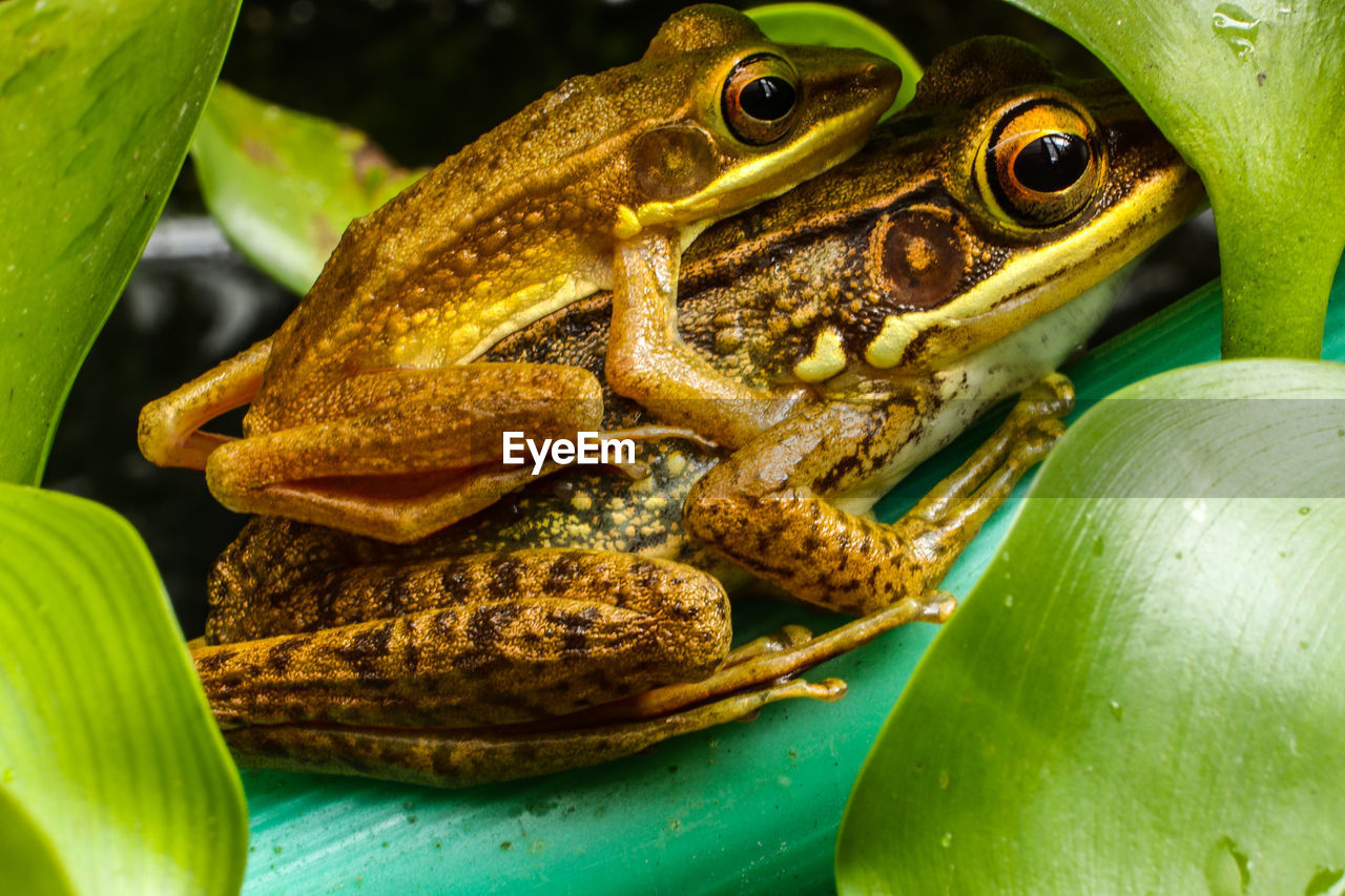 Close-up of frog on green leaf