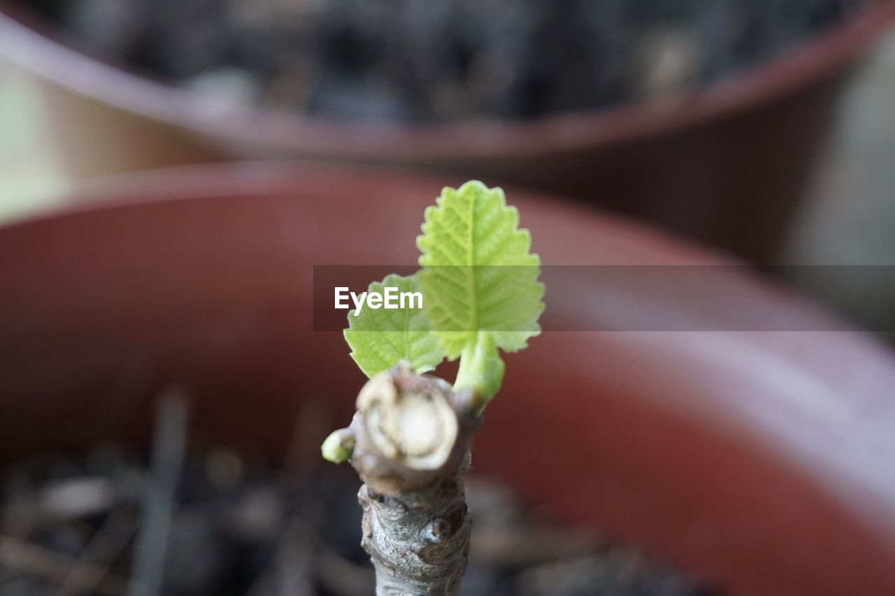 plant, growth, nature, close-up, macro photography, leaf, plant part, flower, no people, beauty in nature, produce, focus on foreground, beginnings, green, day, food and drink, outdoors, food, freshness, agriculture, seedling, soil, potted plant, selective focus, vegetable, botany