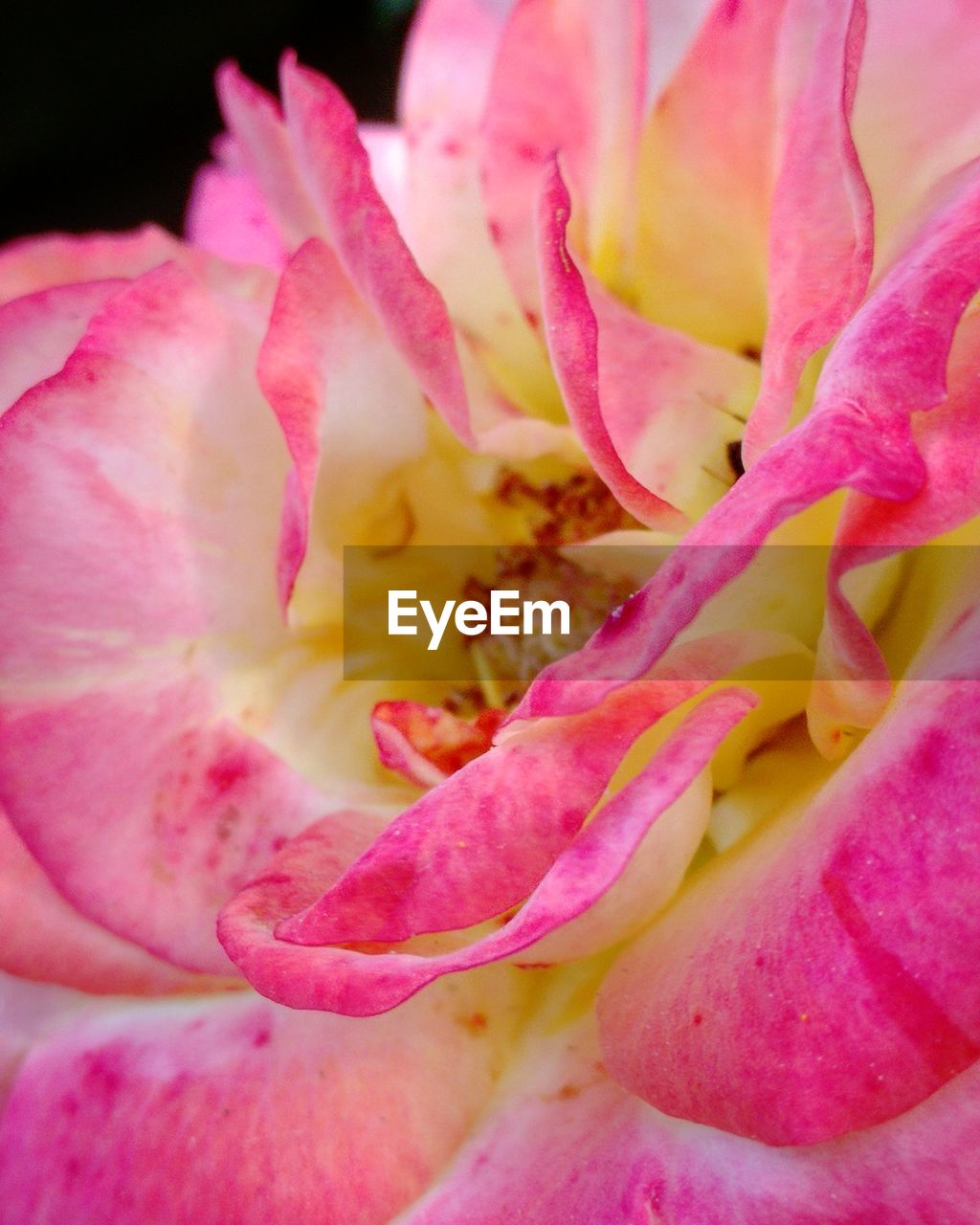 CLOSE UP OF PINK ROSE