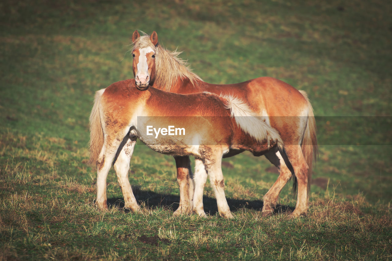 horse standing on field