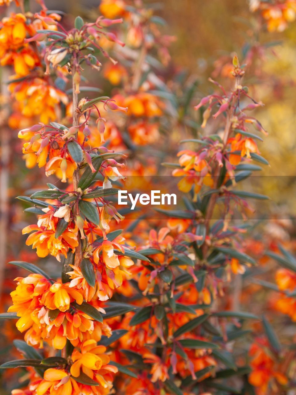 Close-up of orange flowering plant