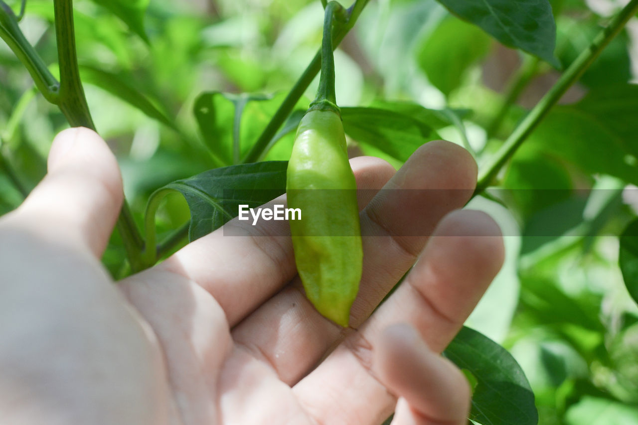 CLOSE-UP OF HAND HOLDING FRESH LEAVES