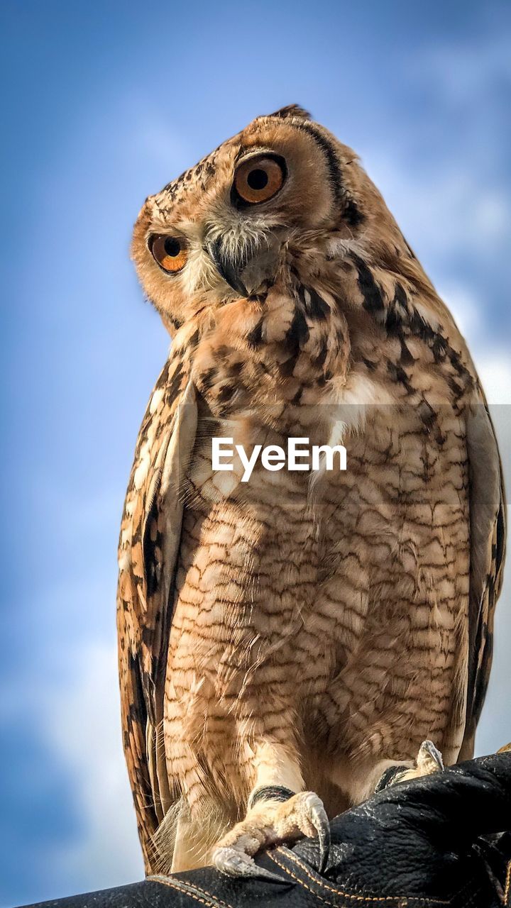 CLOSE-UP OF OWL PERCHING ON ROCK AGAINST SKY